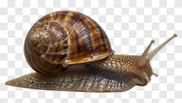 Snail PNG