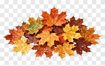 Autumn Maple Leaves With Dew PNG