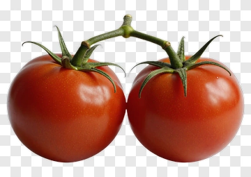 Two Tomatoes On Vine PNG