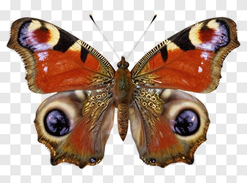 Peacock Butterfly With Intricate Wing Patterns PNG