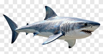 Great White Shark PNG