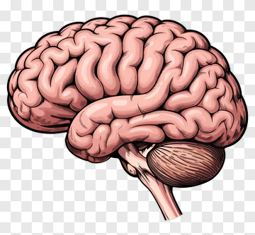Human Brain Illustration PNG