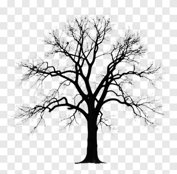 Silhouette Of A Bare Tree PNG