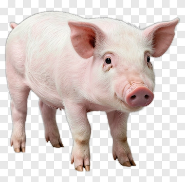 Pink Pig Standing PNG