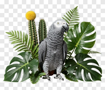 African Grey Parrot With Tropical Plants PNG