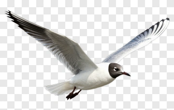 Seagull In Flight PNG