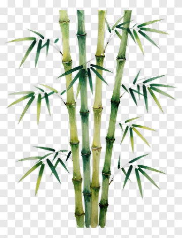 Bamboo Stalk With Green Leaves PNG