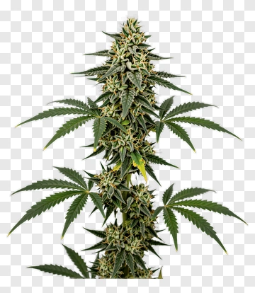 Marijuana Plant With Green Leaves And Yellow Flowers PNG