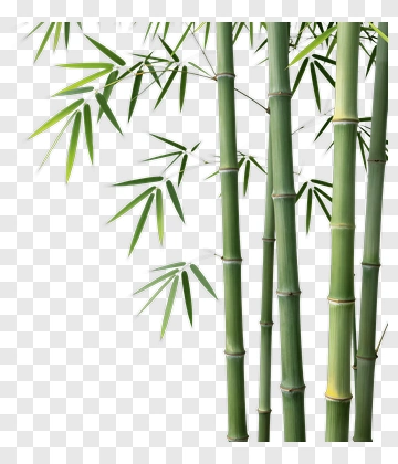 Bamboo PNG