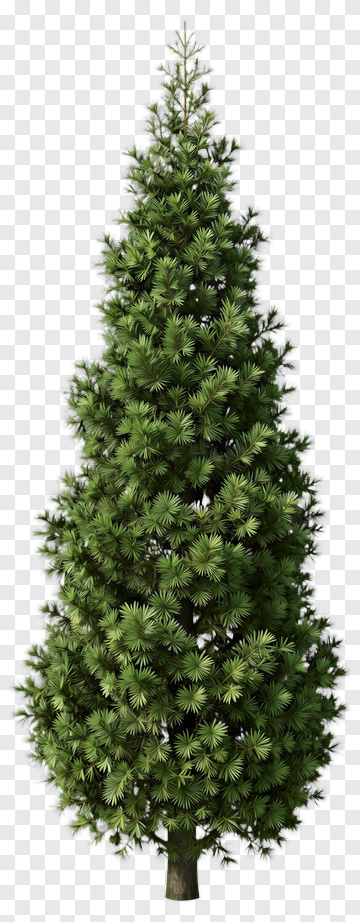 Cypress Tree PNG