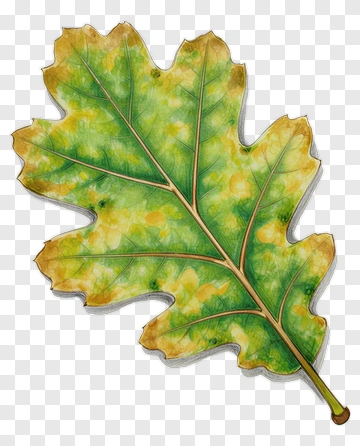 Watercolor Oak Leaf PNG