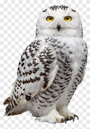 Snowy Owl With Striking Yellow Eyes PNG