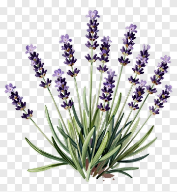 Lavender Plant Watercolor Illustration PNG