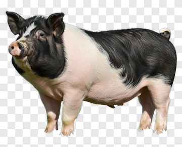Black And White Pig Standing PNG