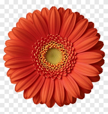 Orange Gerbera Daisy PNG