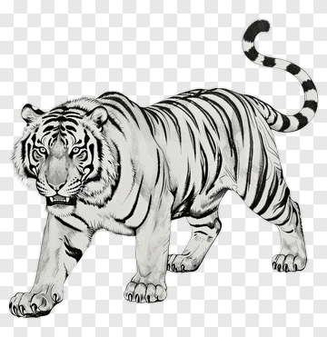 Tiger PNG