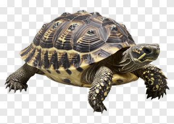 Turtle With Patterned Shell PNG