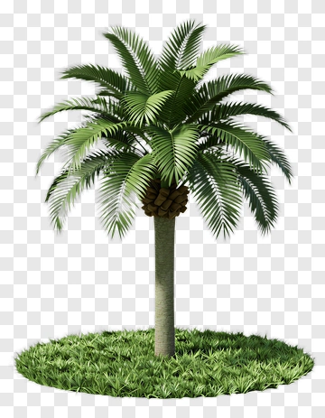 Palm Tree With Grass PNG
