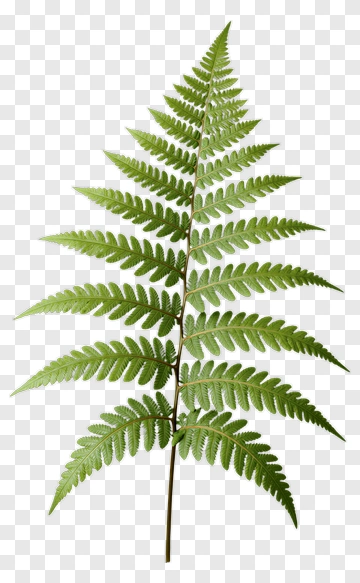 Fern PNG