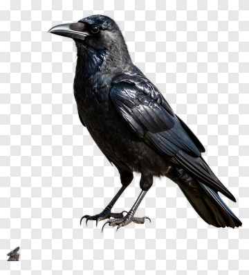 Black Crow Standing On Rock PNG