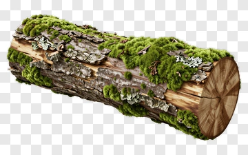Mossy Log With Lichen PNG