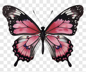Pink And Black Butterfly PNG