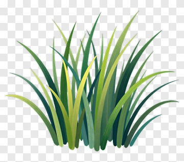 Flat Illustration Of Grass PNG