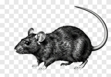Hand-drawn Rat Illustration PNG