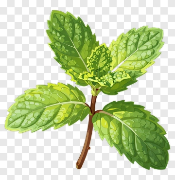 Mint Plant With Green Leaves PNG