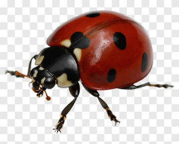 Red Ladybug PNG