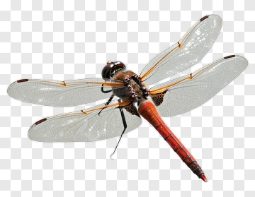 Red Dragonfly In Flight PNG