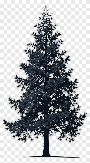 Pine Tree Silhouette PNG