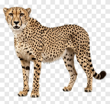Cheetah PNG