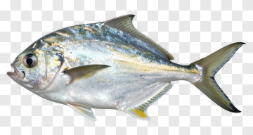 Silver Fish With Yellow Fins PNG