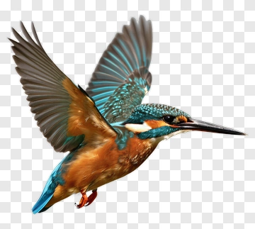 Flying Kingfisher PNG