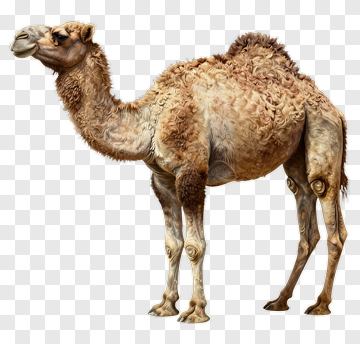 Camel PNG
