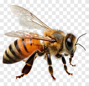 Honeybee In Close-up PNG