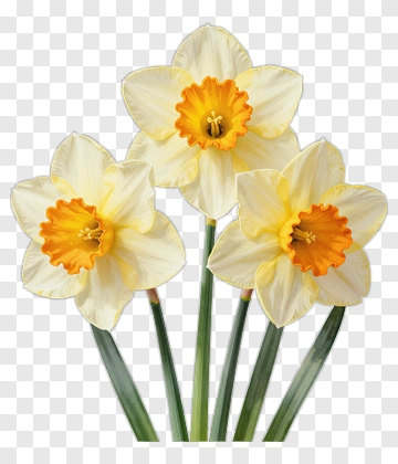 Three Daffodils In Full Bloom PNG