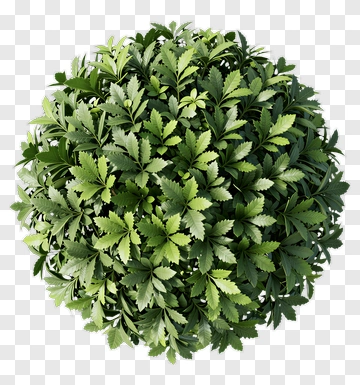 Topiary Ball PNG
