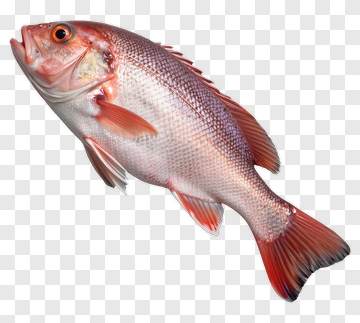 Red Fish PNG