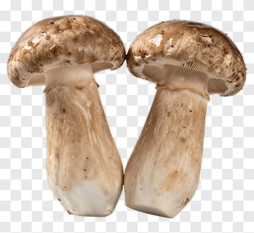 Two Mushrooms PNG