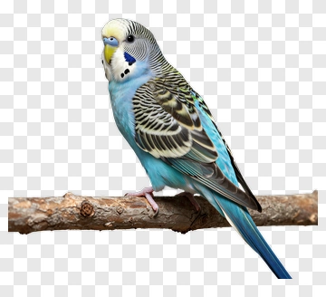 Blue And Green Budgerigar On A Branch PNG