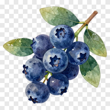 Blueberry Branch With Leaves PNG