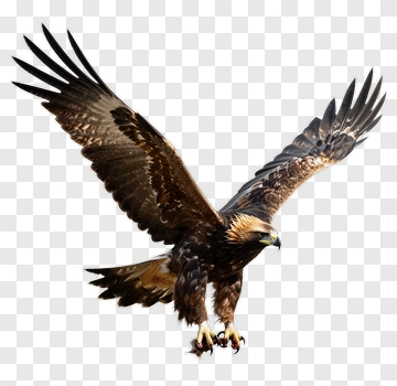 Soaring Eagle In Flight PNG