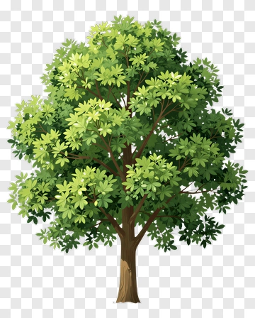 Lush Green Tree PNG