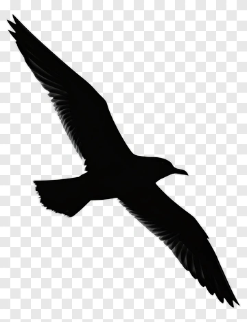 Silhouette Of A Flying Bird PNG