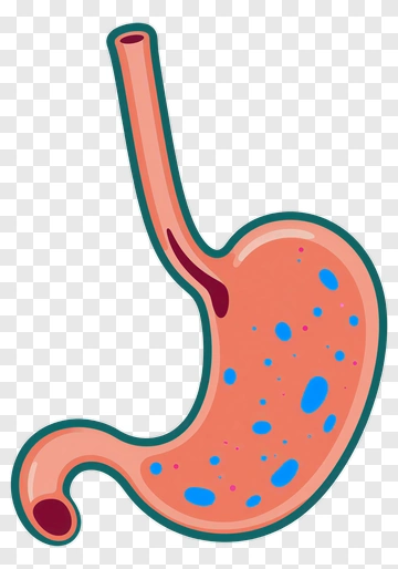 Cartoon Stomach With Blue Spots PNG