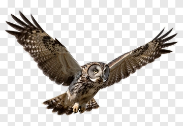 Gray Owl In Flight PNG