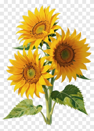 Sunflower With Green Leaves PNG