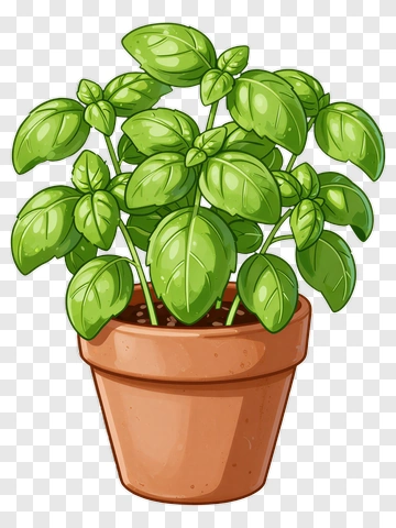 Potted Basil Plant PNG
